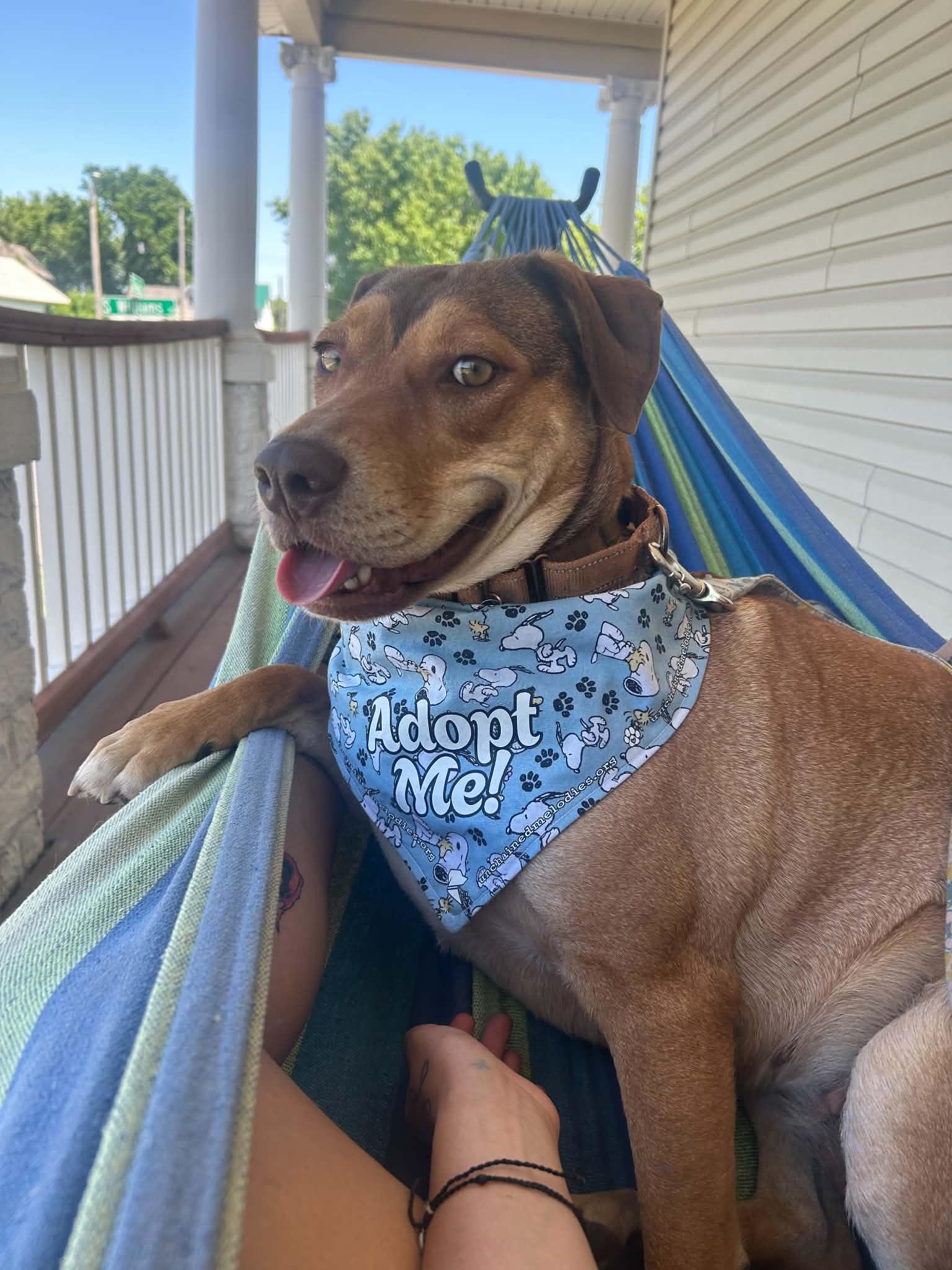 Jubilee, a ADOPTABLE Mixed Breed in Columbia, MO image 3/6