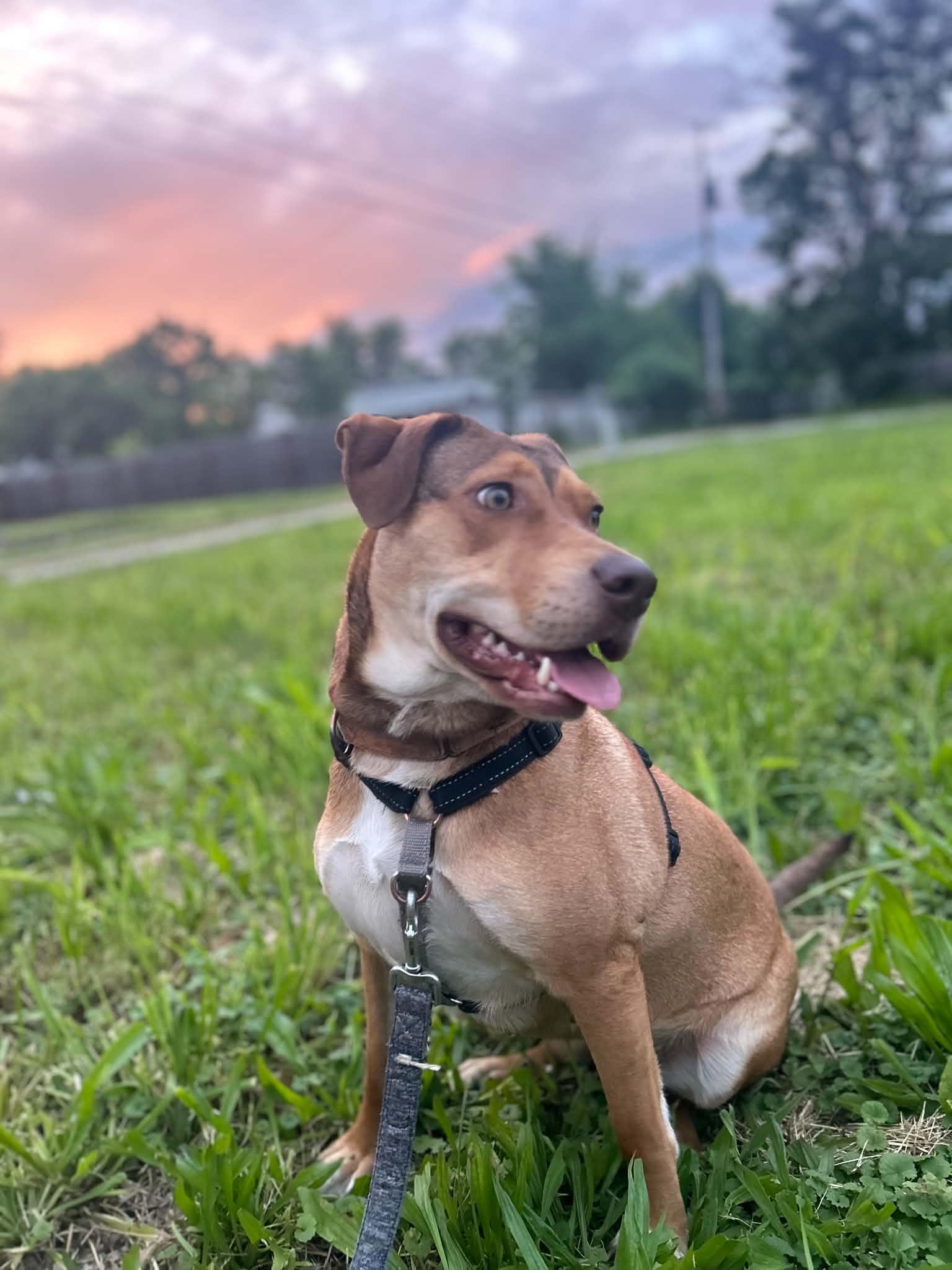 Jubilee, ADOPTABLE, Adult Female Mixed Breed.