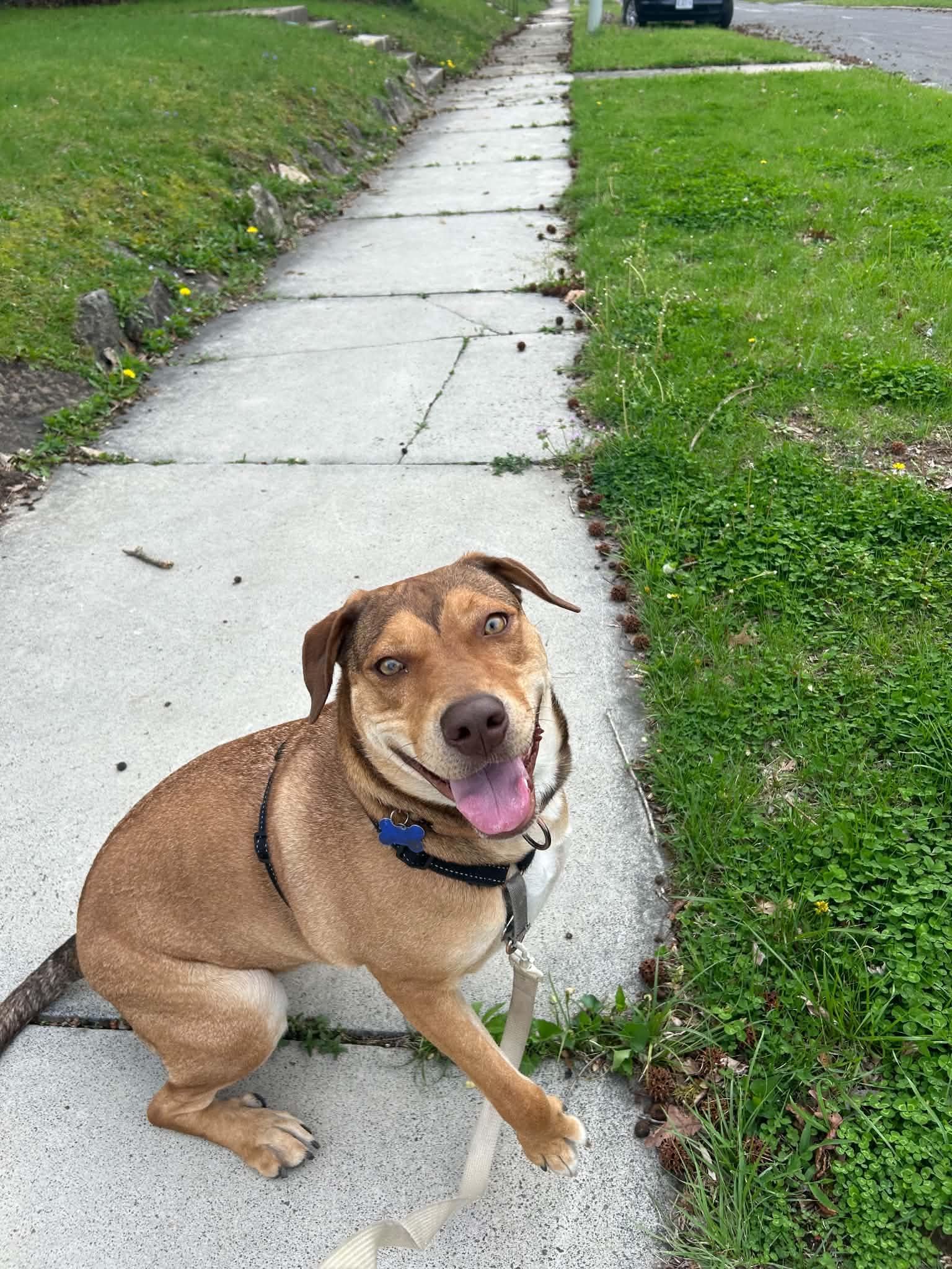 Jubilee, a ADOPTABLE Mixed Breed in Columbia, MO image 4/6
