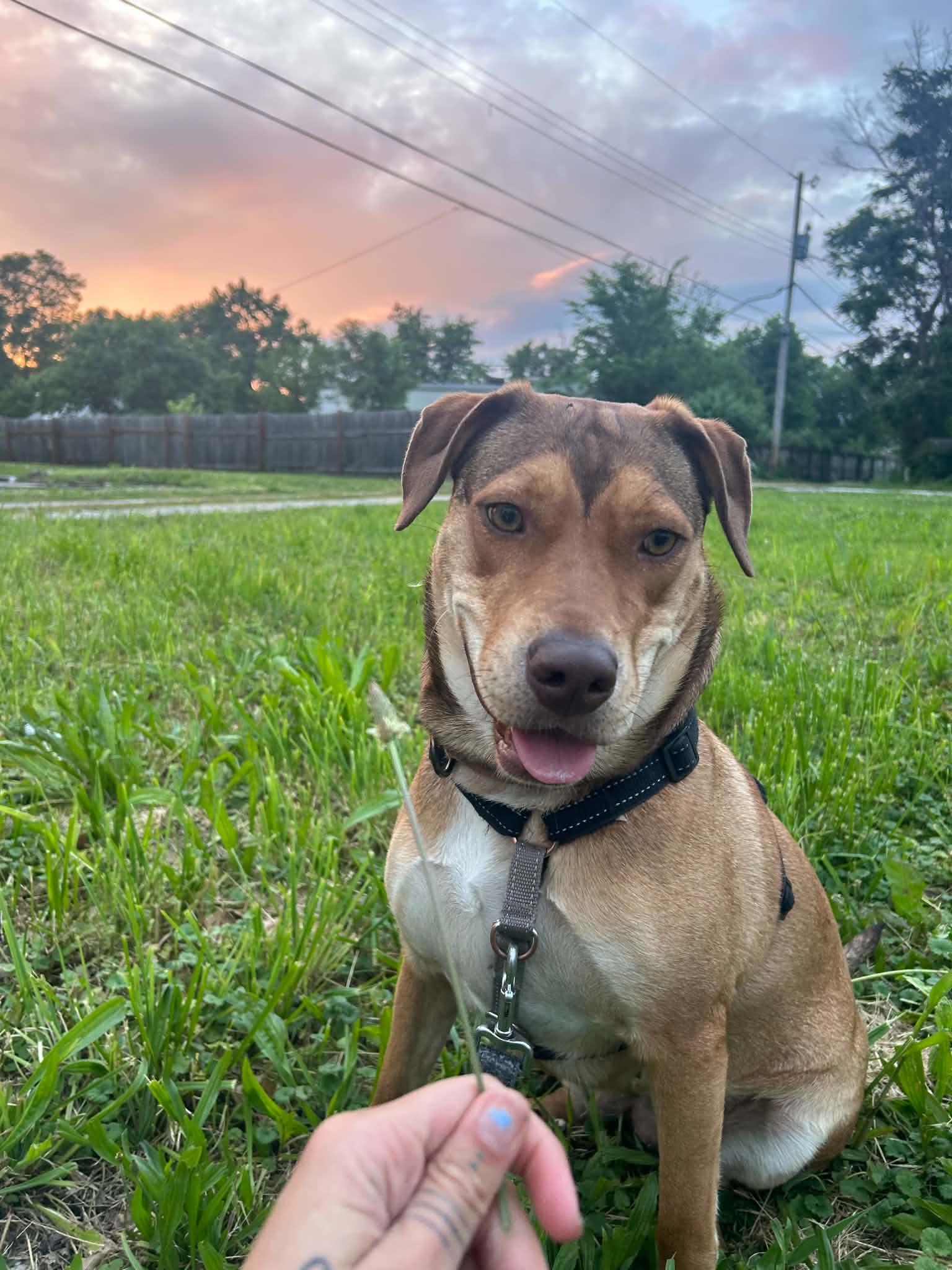 Jubilee, a ADOPTABLE Mixed Breed in Columbia, MO image 5/6