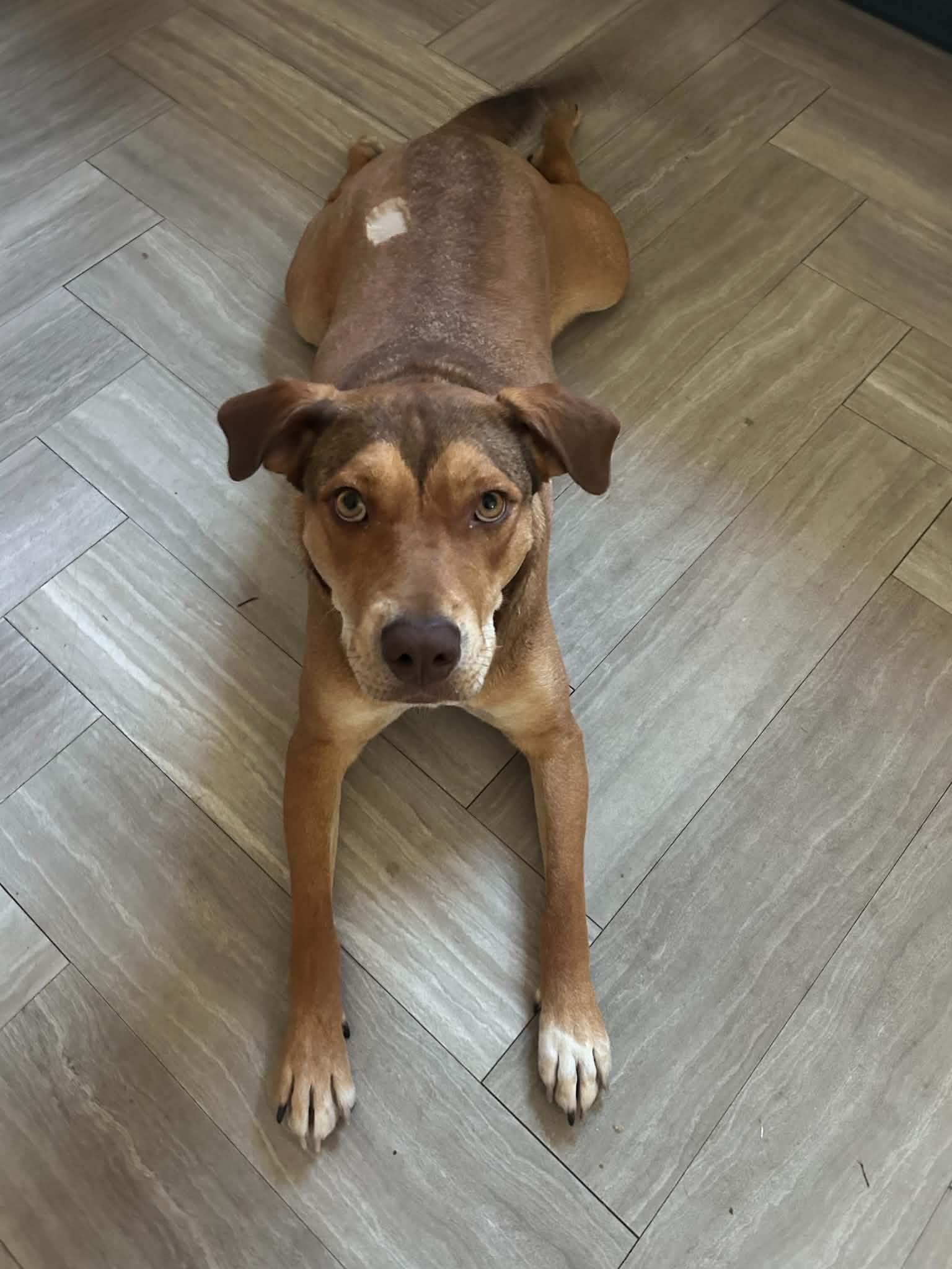 Jubilee, a ADOPTABLE Mixed Breed in Columbia, MO image 2/6
