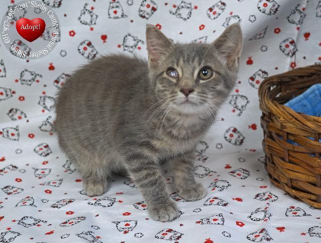 Enlarge Wink, a Adopted mixed breed in Sidney, OH image 1/3