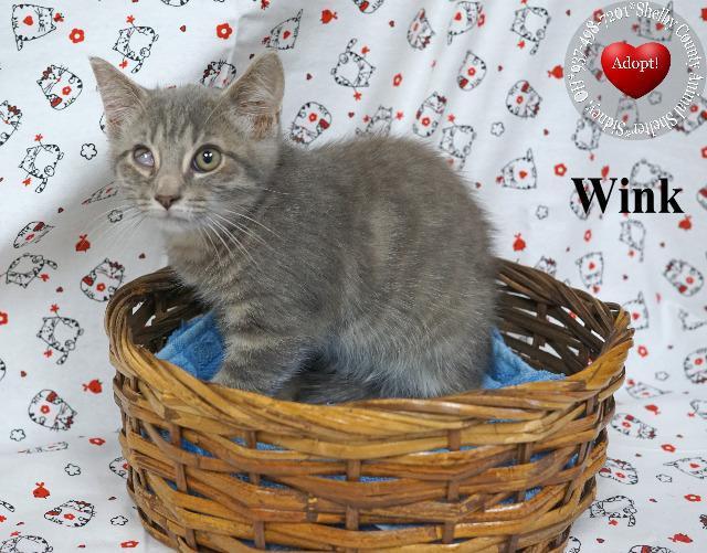 Enlarge Wink, a Adopted mixed breed in Sidney, OH image 2/3