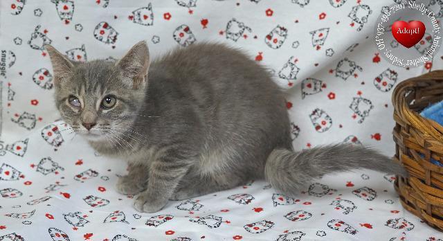 Enlarge Wink, a Adopted mixed breed in Sidney, OH image 3/3
