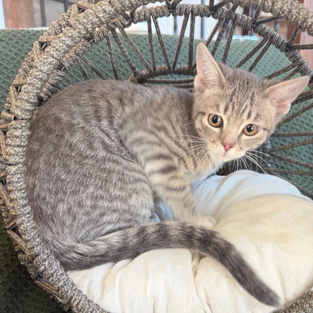 Enlarge Luisa, a Adoptable Domestic Short Hair in Flower Mound, TX image 1/6