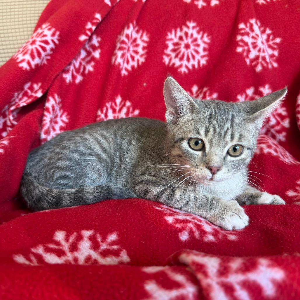 Enlarge Luisa, a Adoptable Domestic Short Hair in Flower Mound, TX image 2/6