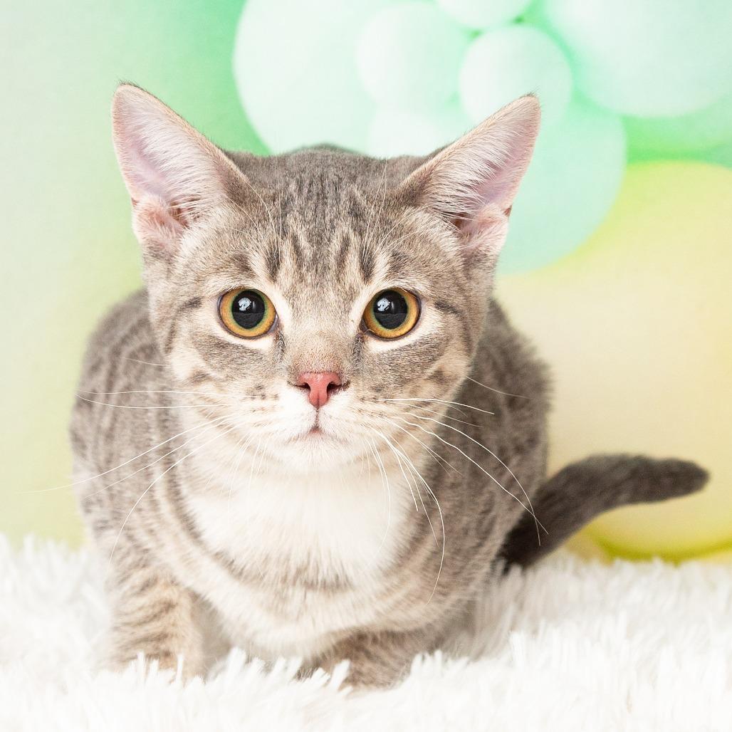 Enlarge Luisa, a Adoptable Domestic Short Hair in Flower Mound, TX image 3/6
