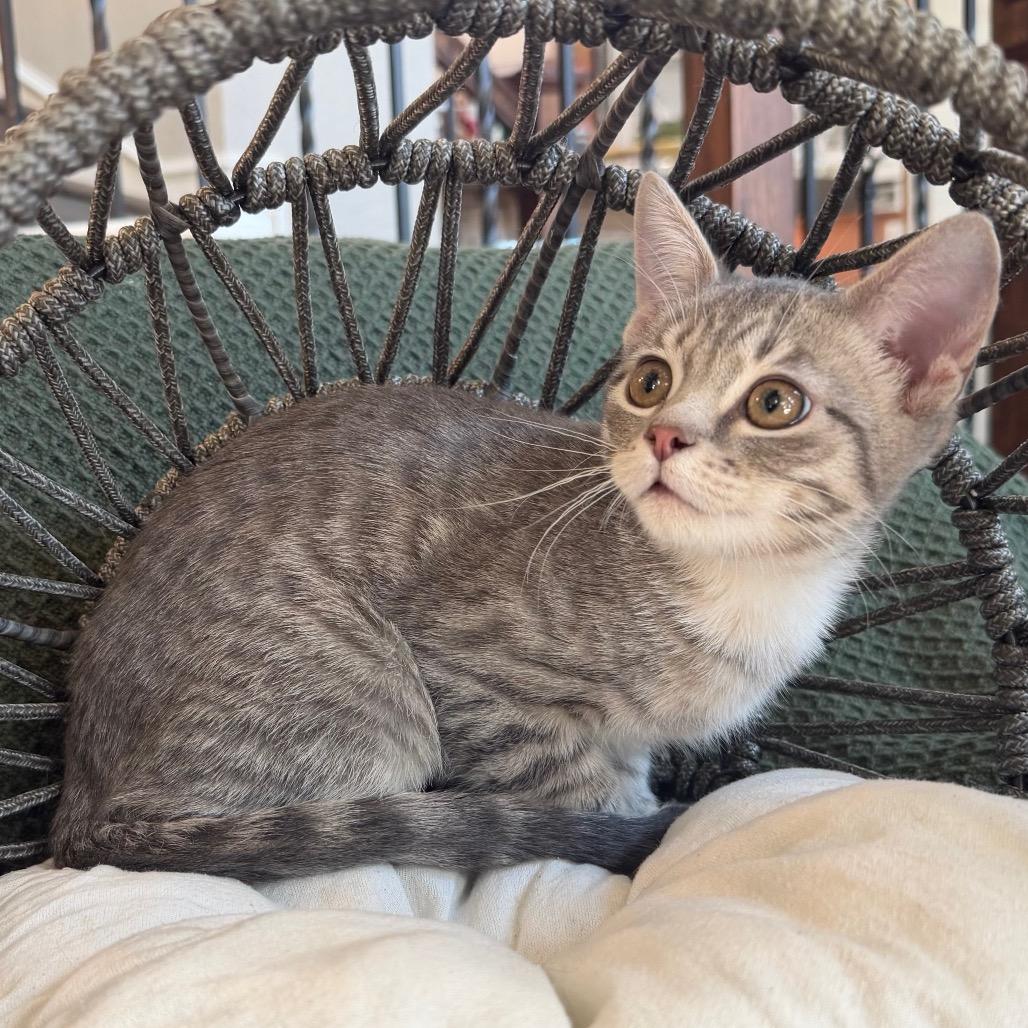 Enlarge Luisa, a Adoptable Domestic Short Hair in Flower Mound, TX image 4/6