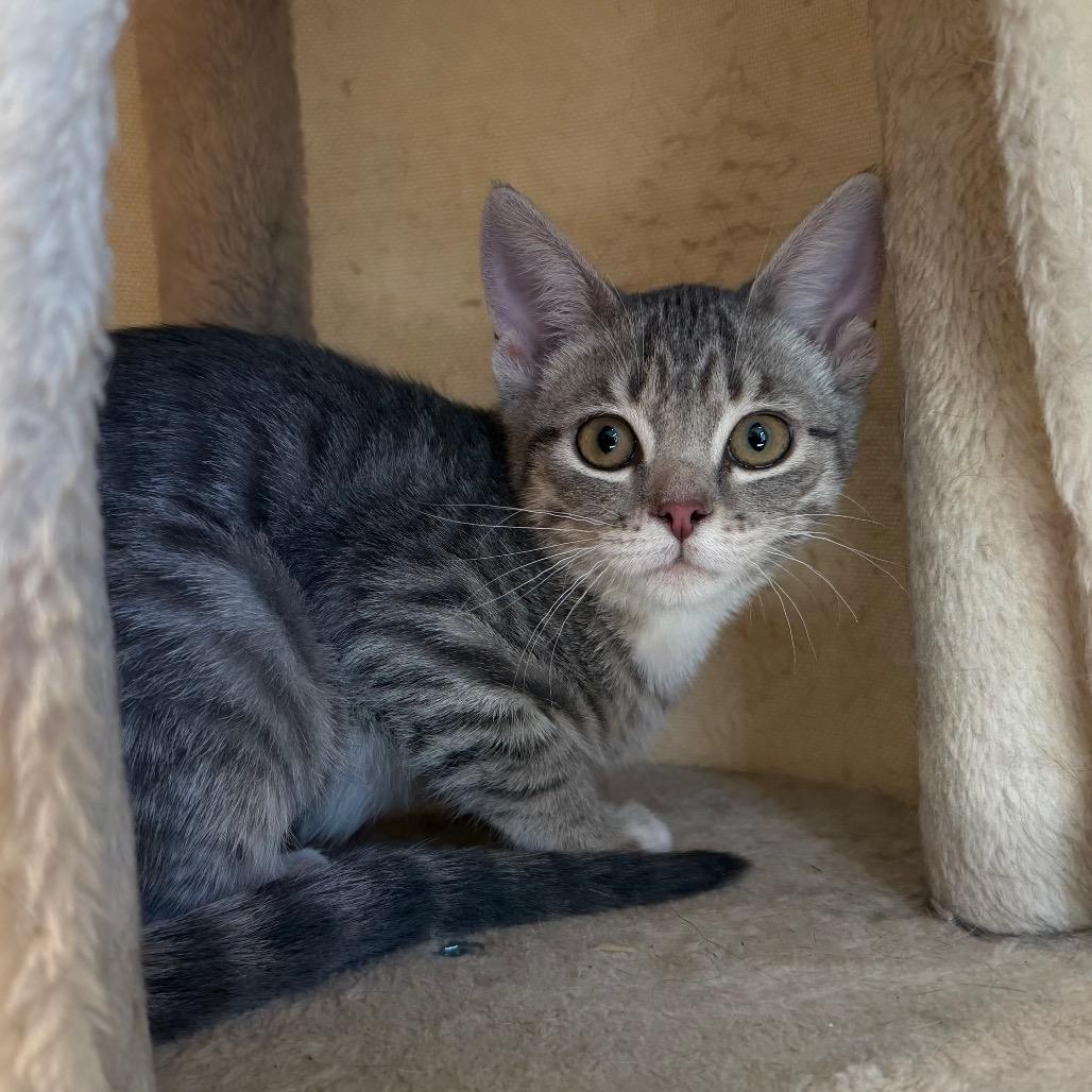 Enlarge Luisa, a Adoptable Domestic Short Hair in Flower Mound, TX image 5/6