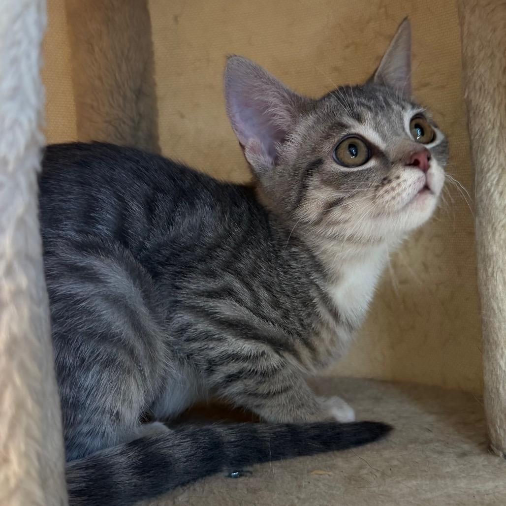 Enlarge Luisa, a Adoptable Domestic Short Hair in Flower Mound, TX image 6/6