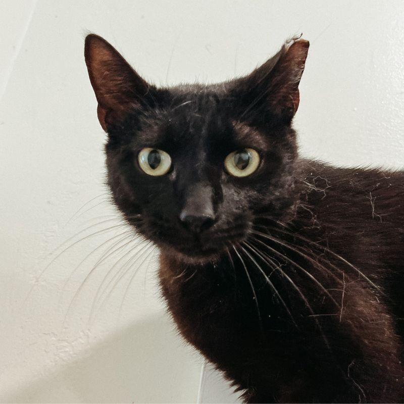 Kiwi, a ADOPTABLE mixed breed in Jackson, WY image 1/2