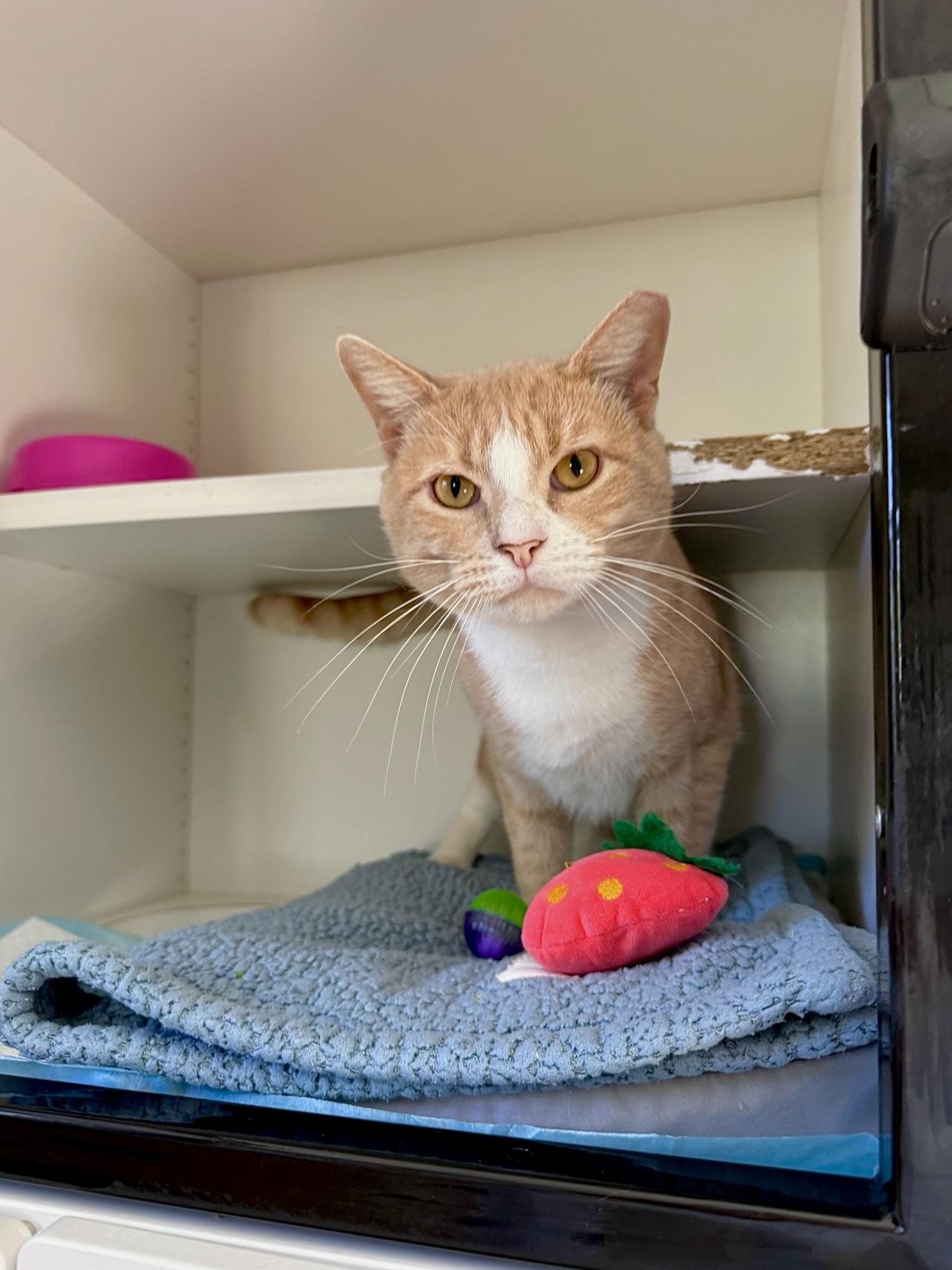 Enlarge Squash, a Adoptable Domestic Short Hair in Ramsey, NJ image 2/6
