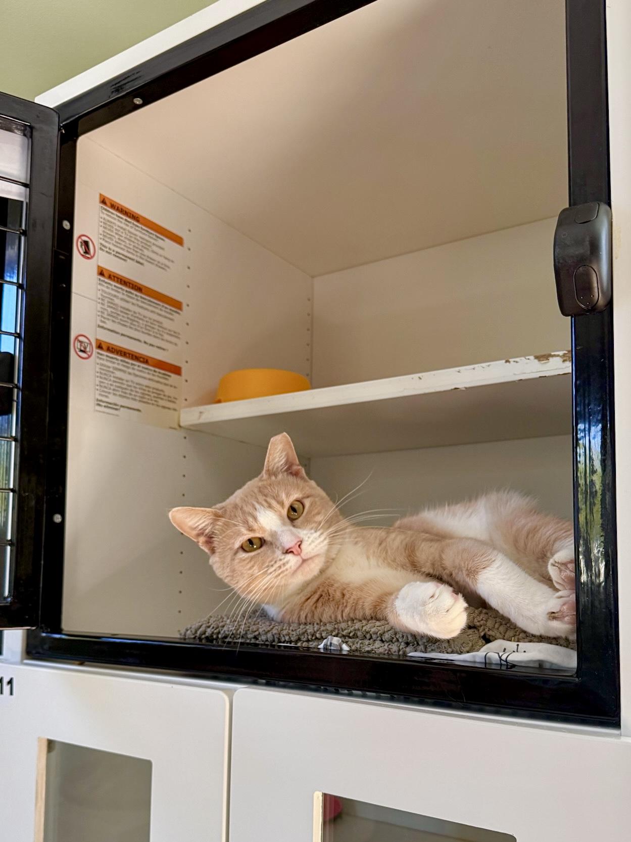 Enlarge Squash, a Adoptable Domestic Short Hair in Ramsey, NJ image 5/6
