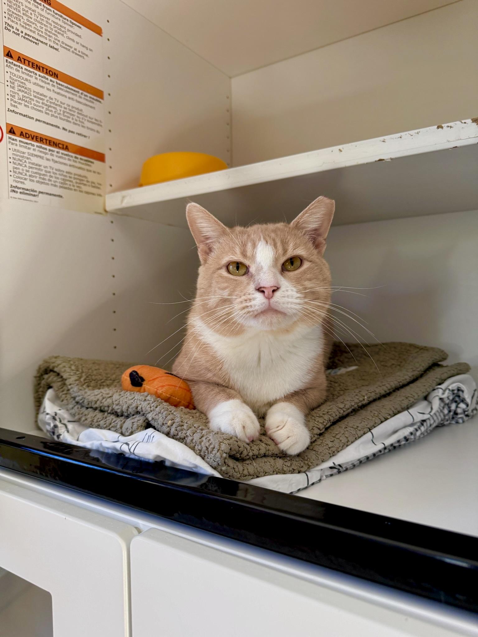 Enlarge Squash, a Adoptable Domestic Short Hair in Ramsey, NJ image 1/6