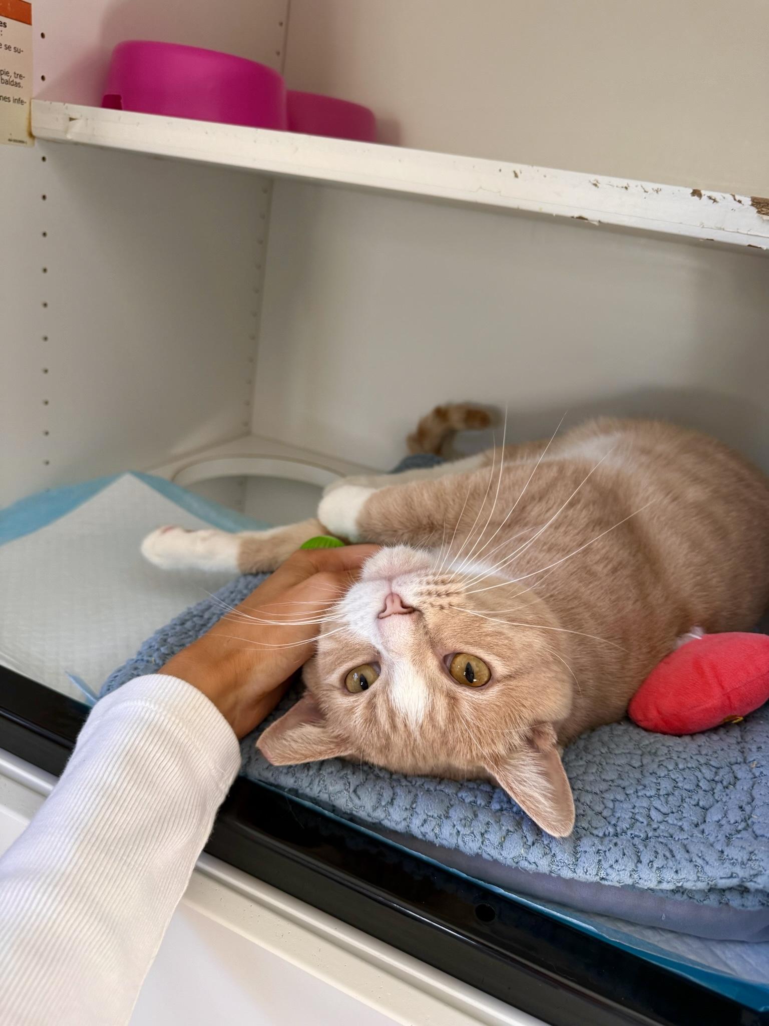 Enlarge Squash, a Adoptable Domestic Short Hair in Ramsey, NJ image 3/6