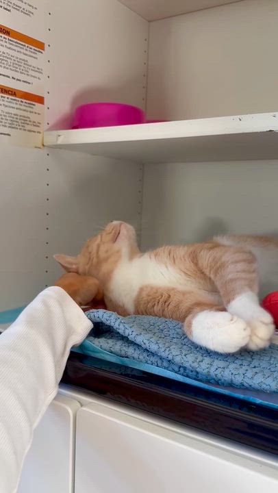 Enlarge Squash, a Adoptable Domestic Short Hair in Ramsey, NJ video 4/6