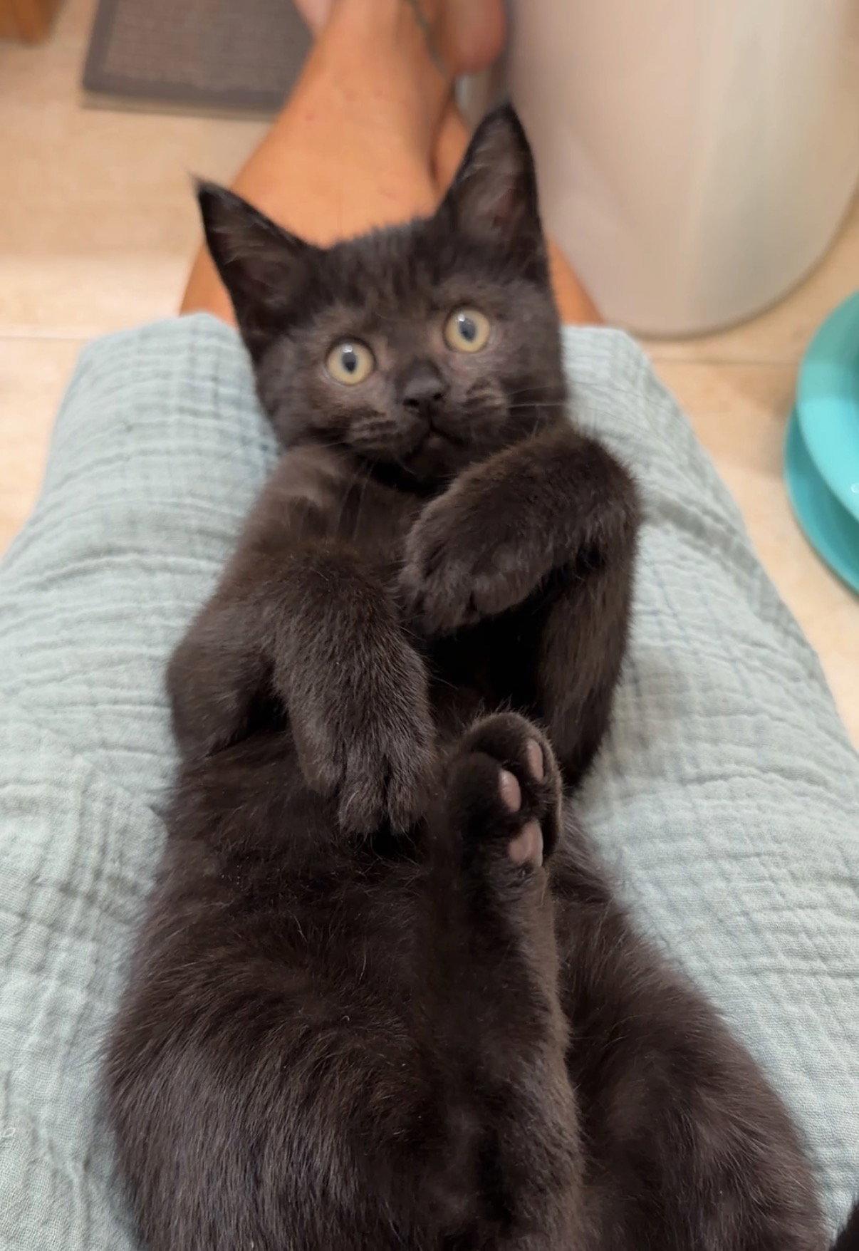 Moby, Adoptable, Kitten Male Domestic Short Hair.