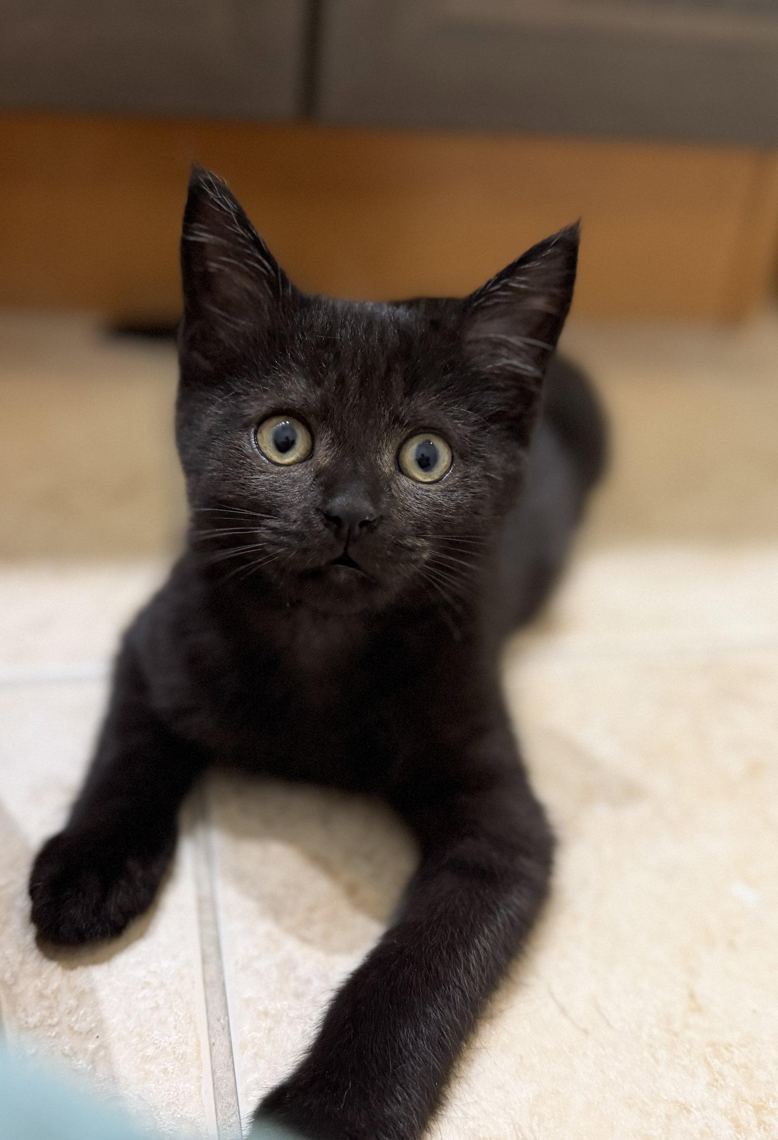 Enlarge Moby, a Adoptable Domestic Short Hair in Orlando, FL image 2/3