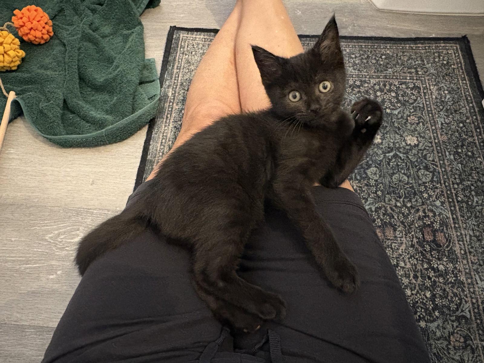Enlarge Moby, a Adoptable Domestic Short Hair in Orlando, FL image 3/3