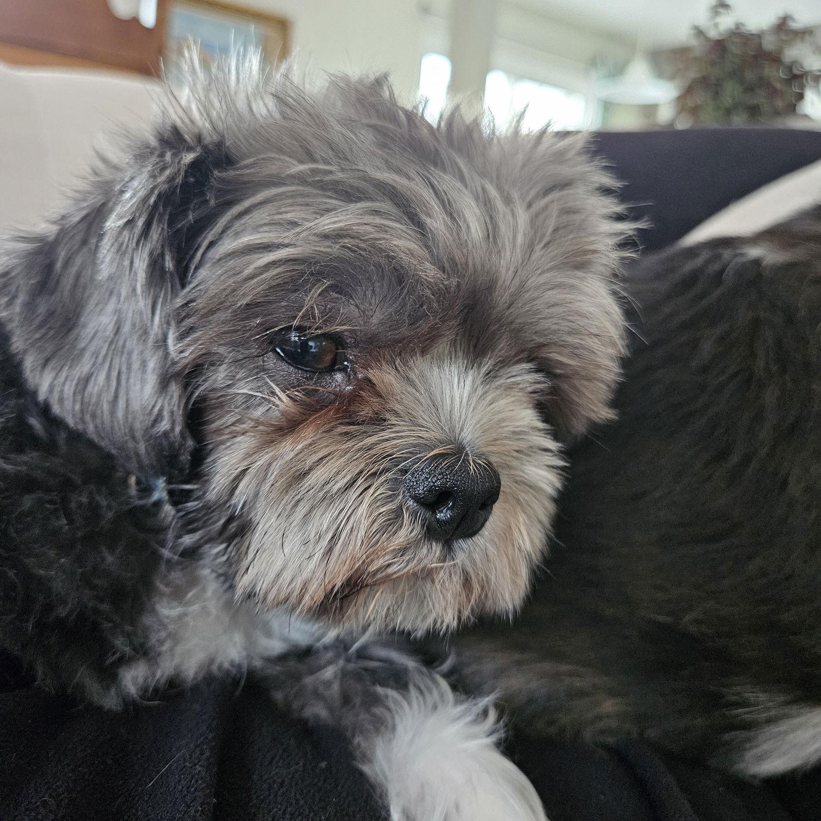 Enlarge Emma 4803, a Adoptable Shih Tzu in Pickering, ON image 1/3