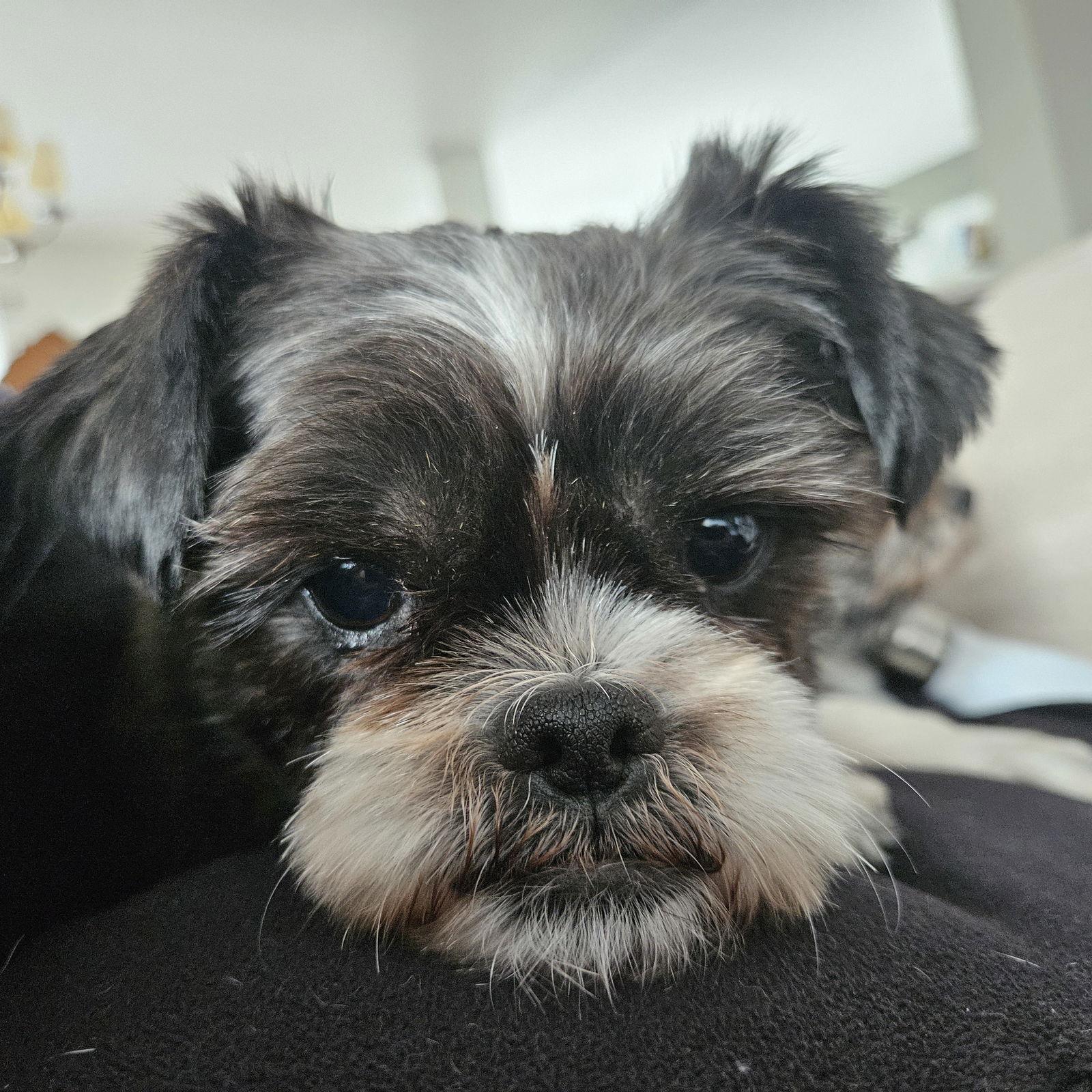 Enlarge Emma 4803, a Adoptable Shih Tzu in Pickering, ON image 2/3