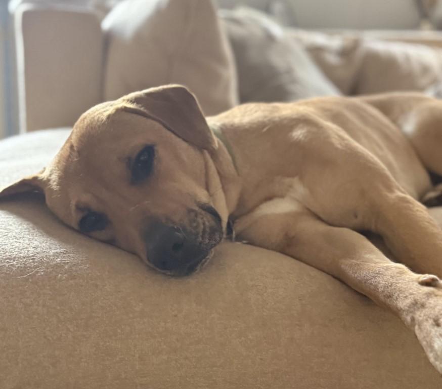 Ginger, ADOPTABLE, Young Female Yellow Labrador Retriever & Labrador Retriever.