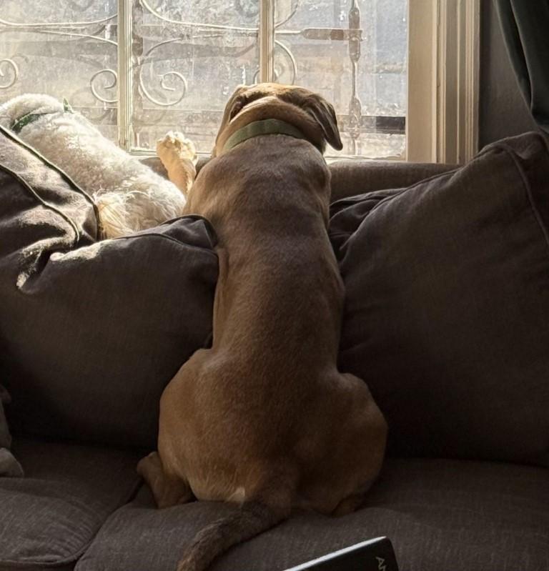 Ginger, a ADOPTABLE mixed breed in White Plains, NY image 4/4