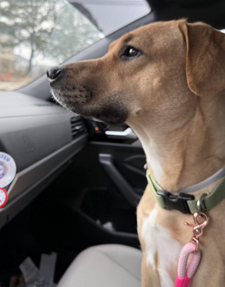 Ginger, a ADOPTABLE mixed breed in White Plains, NY image 2/4