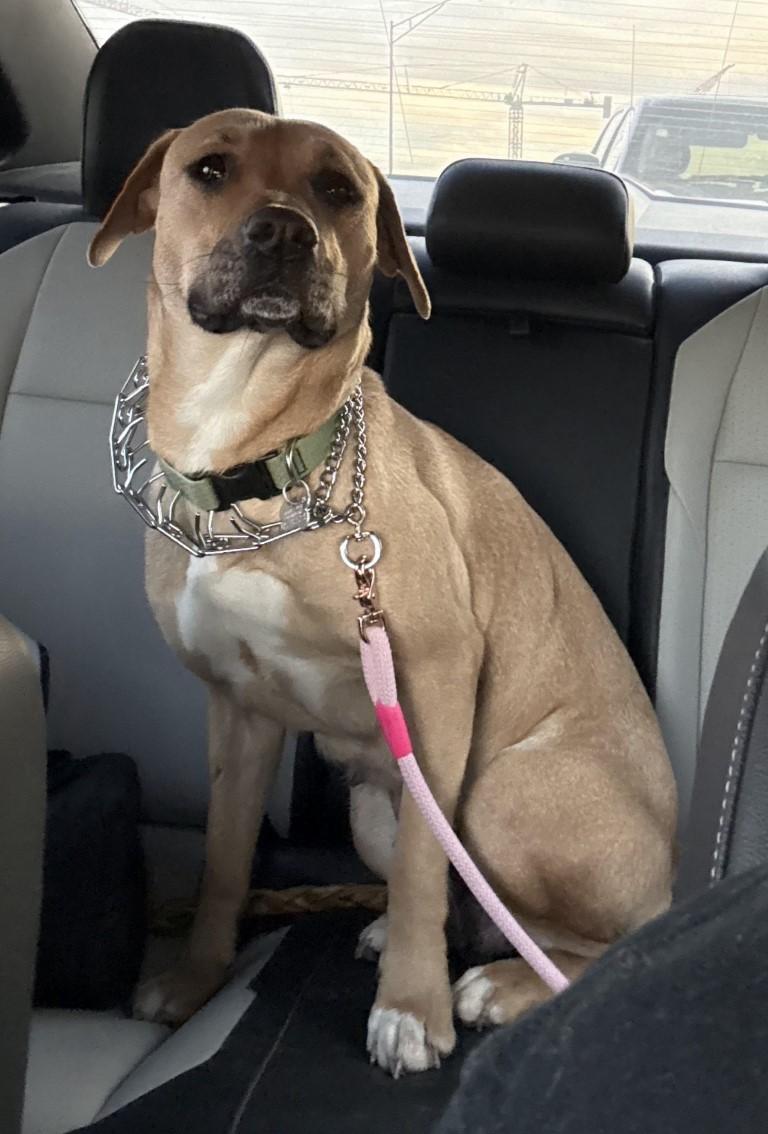 Ginger, a ADOPTABLE mixed breed in White Plains, NY image 3/4