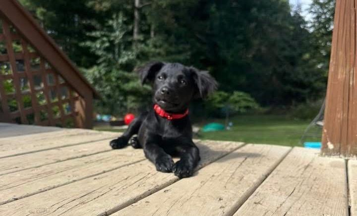 Kim, a Adopted mixed breed in Bristol, WI image 1/6