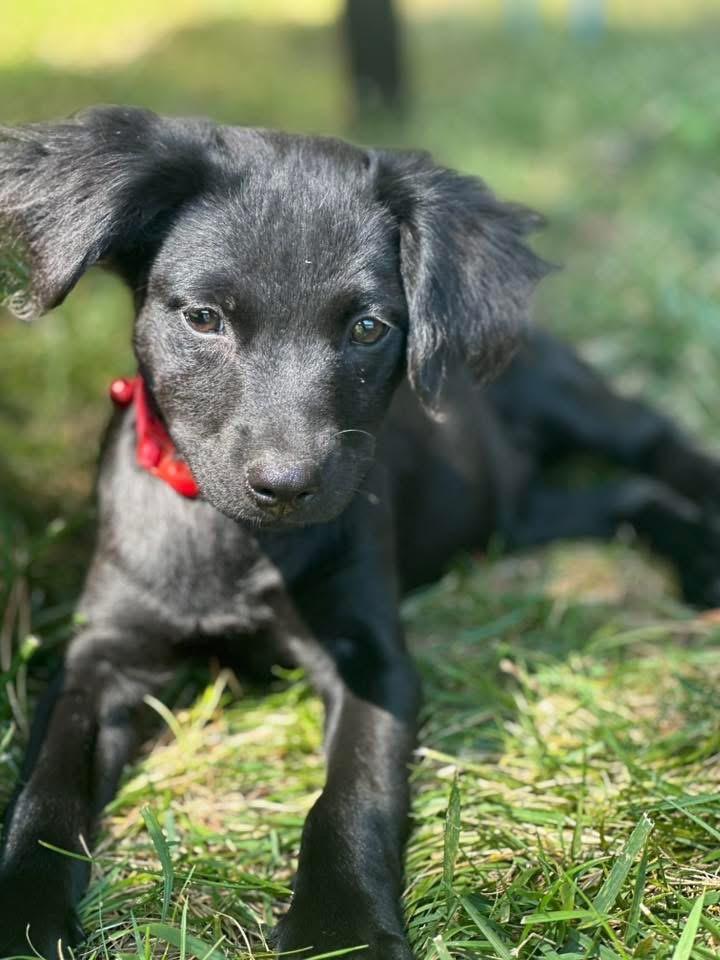 Kim, a Adopted mixed breed in Bristol, WI image 2/6