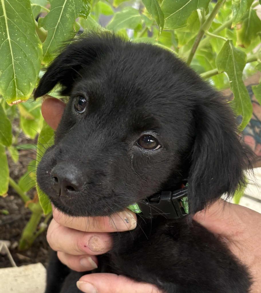 Kim, a Adopted mixed breed in Bristol, WI image 3/6