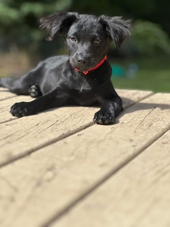 Kim, a Adopted mixed breed in Bristol, WI image 4/6