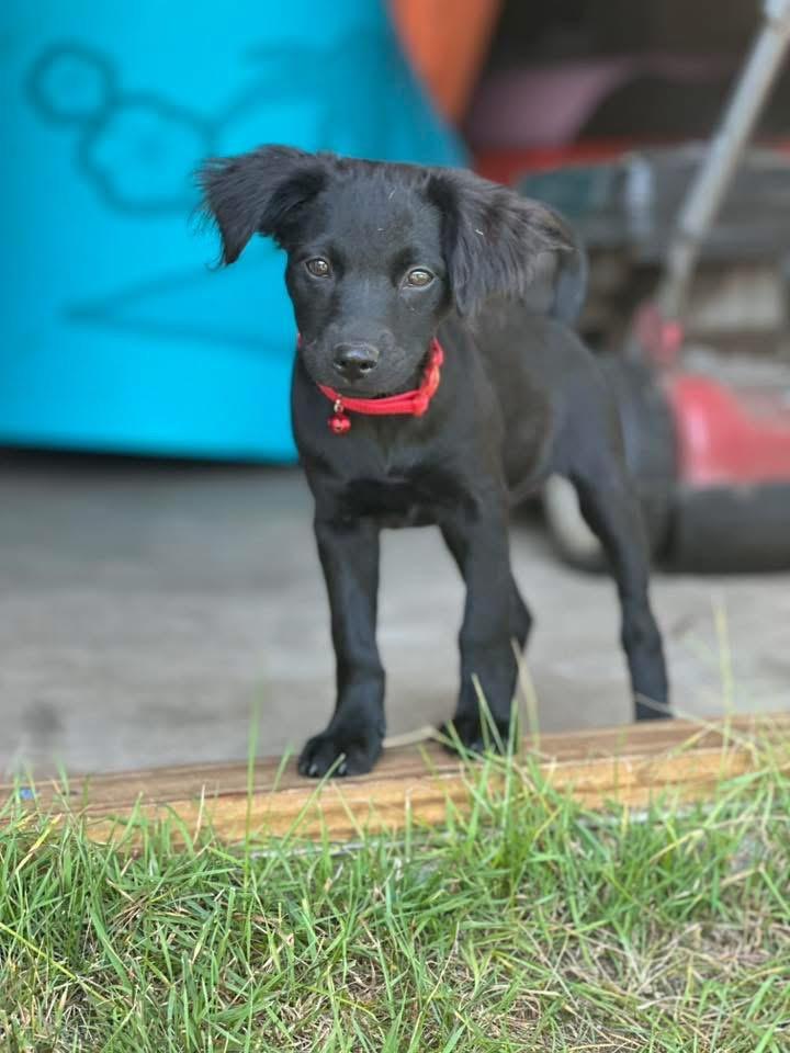 Kim, a Adopted mixed breed in Bristol, WI image 5/6