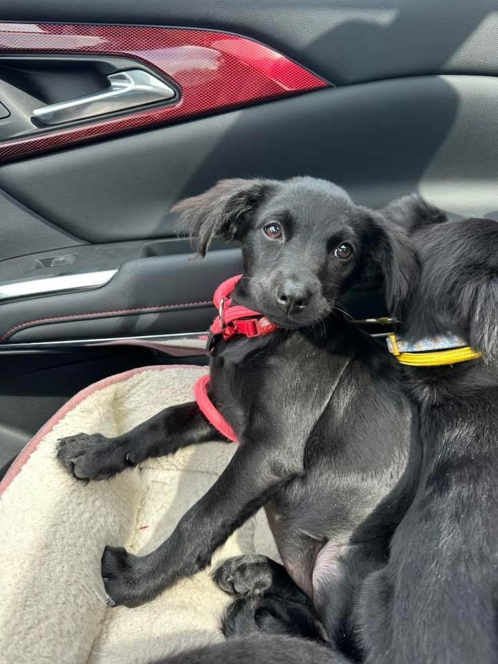 Kim, a Adopted mixed breed in Bristol, WI image 6/6