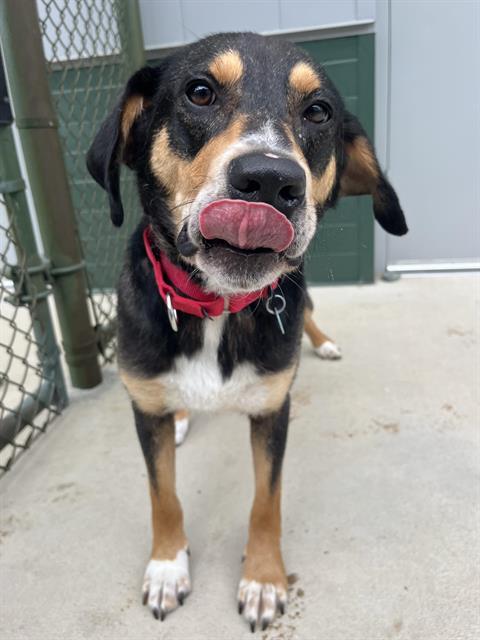 BIFF, Adoptable, Adult Male Hound & Mixed Breed.