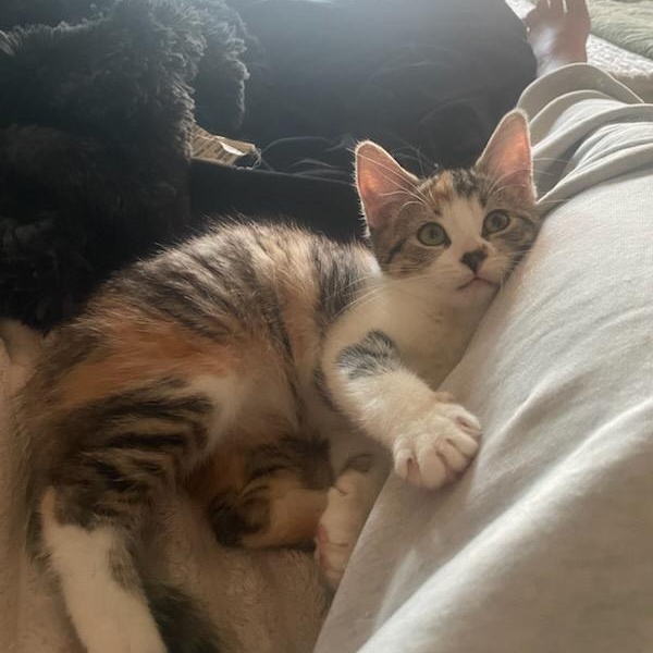 Geraldine (f) 3mths torbie/tortie, Adoptable, Kitten Female Domestic Short Hair.