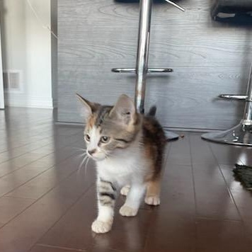 Enlarge Geraldine (f) 3mths torbie/tortie, a Adoptable Domestic Short Hair in Ottawa, ON image 3/6