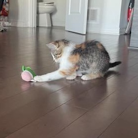 Enlarge Geraldine (f) 3mths torbie/tortie, a Adoptable Domestic Short Hair in Ottawa, ON image 5/6