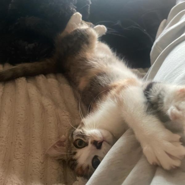 Enlarge Geraldine (f) 3mths torbie/tortie, a Adoptable Domestic Short Hair in Ottawa, ON image 2/6