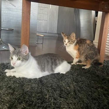 Enlarge Geraldine (f) 3mths torbie/tortie, a Adoptable Domestic Short Hair in Ottawa, ON image 4/6