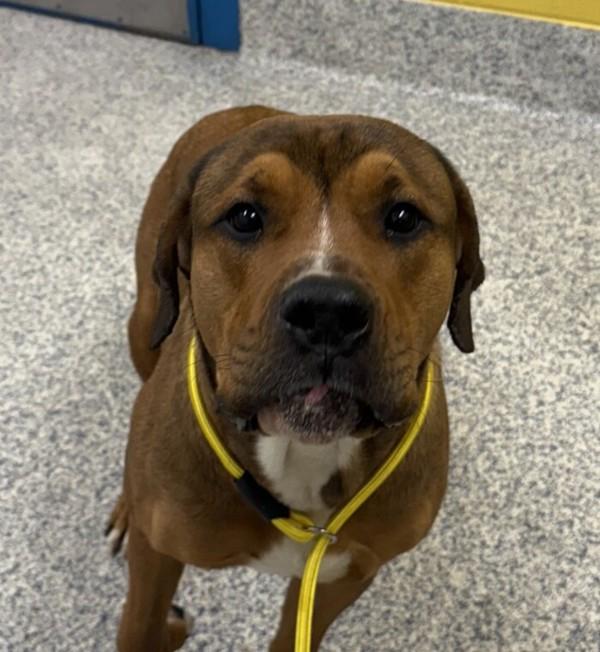 Zeus, Adoptable, Young Male Mastiff & Rottweiler.