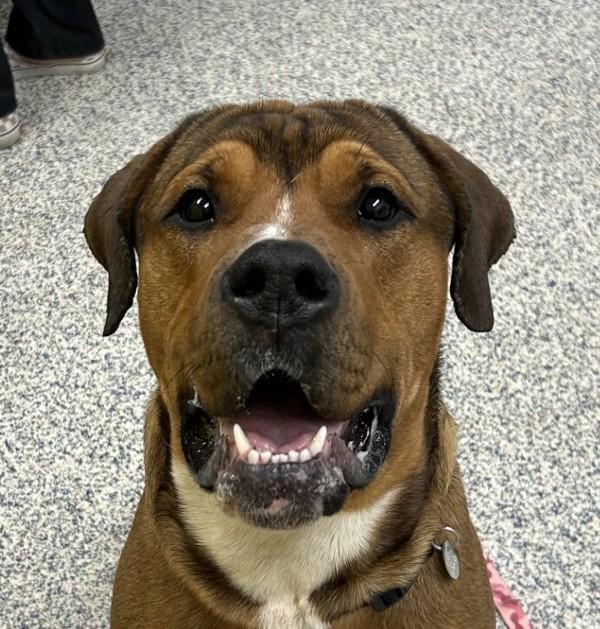 Zeus, a Adoptable mixed breed in Golden, CO image 2/2