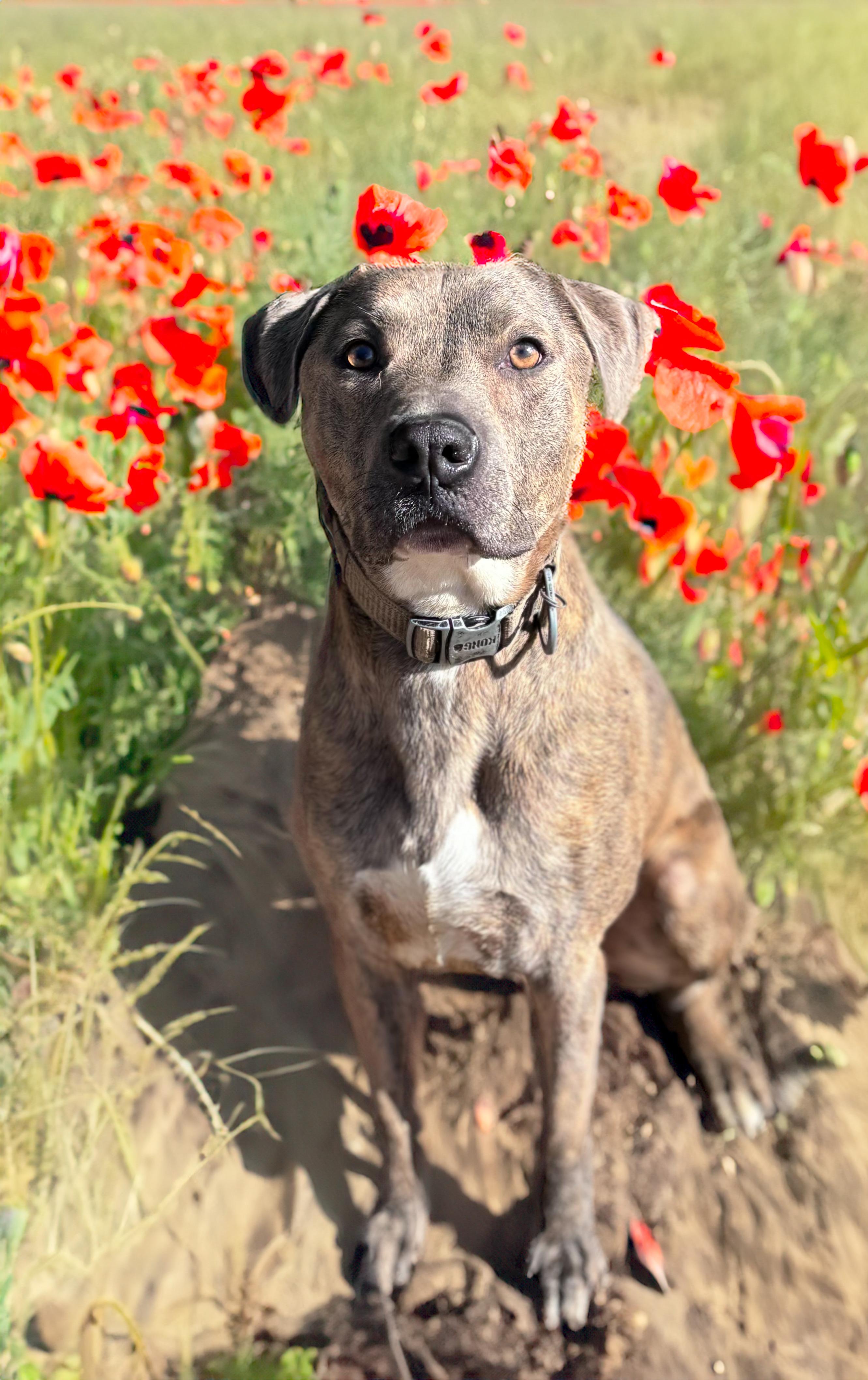Pluto, a Adoptable Pit Bull Terrier in Saint paul, MN image 1/5