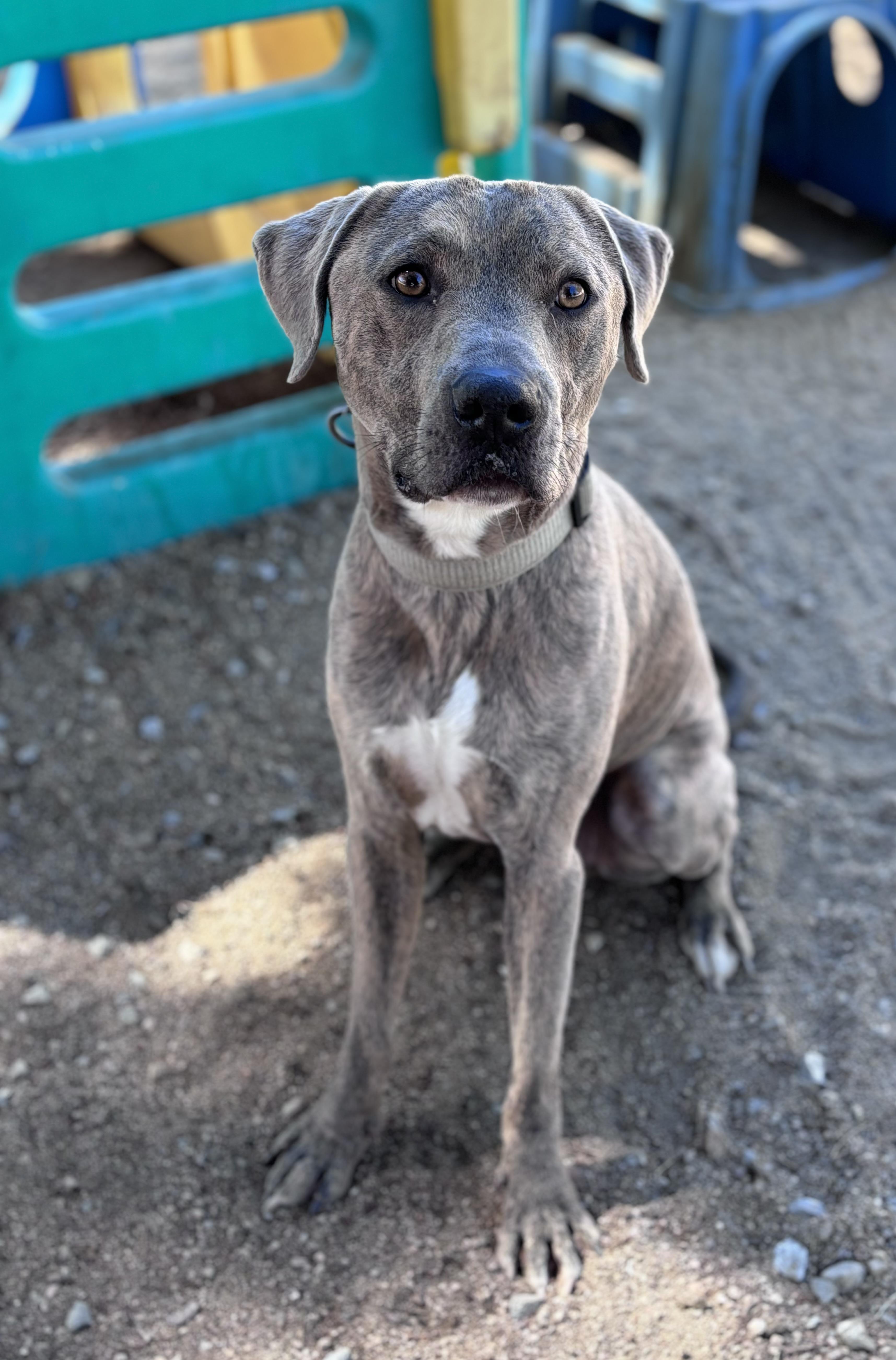 Pluto, a Adoptable Pit Bull Terrier in Saint paul, MN image 4/5