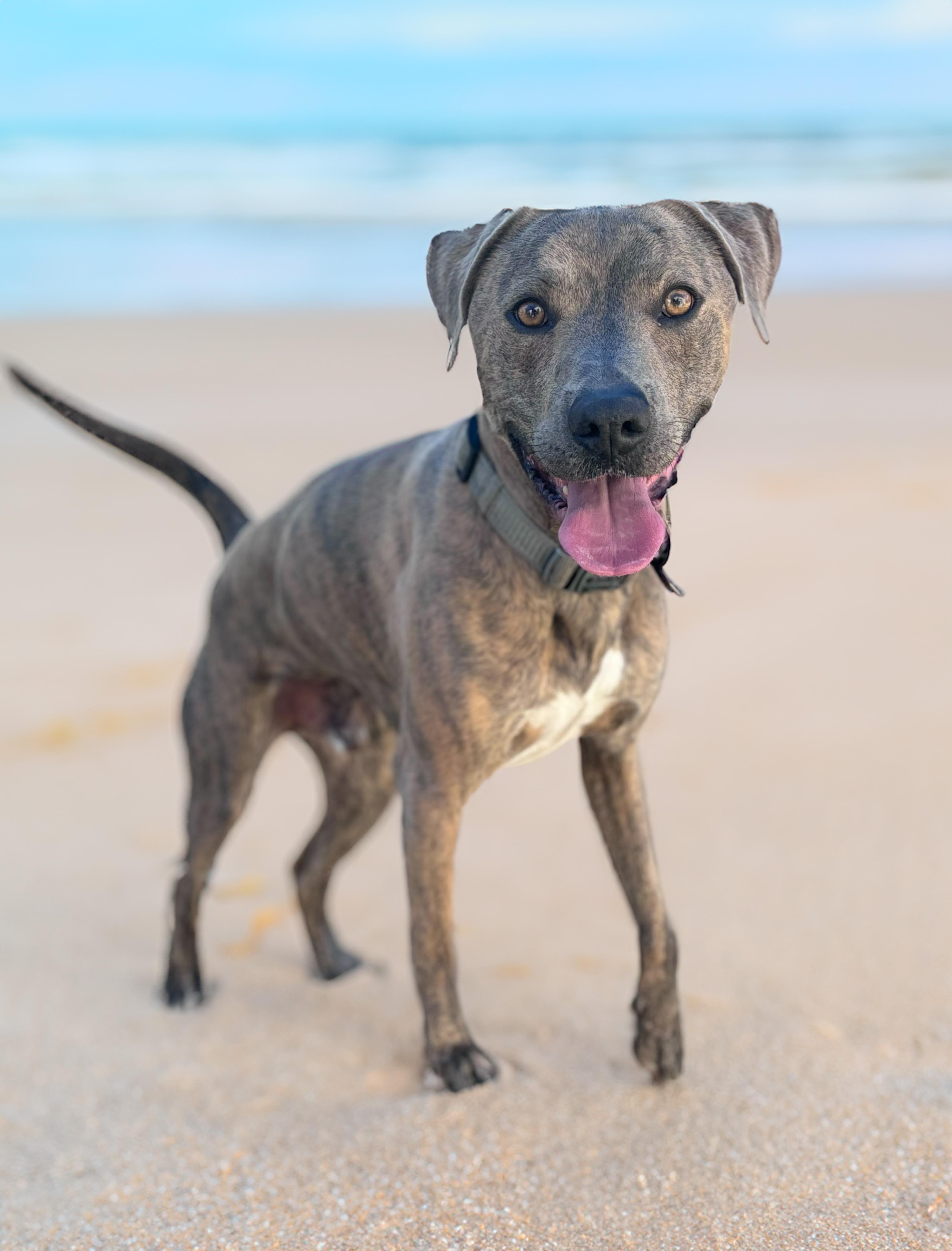 Pluto, a Adoptable Pit Bull Terrier in Saint paul, MN image 2/5