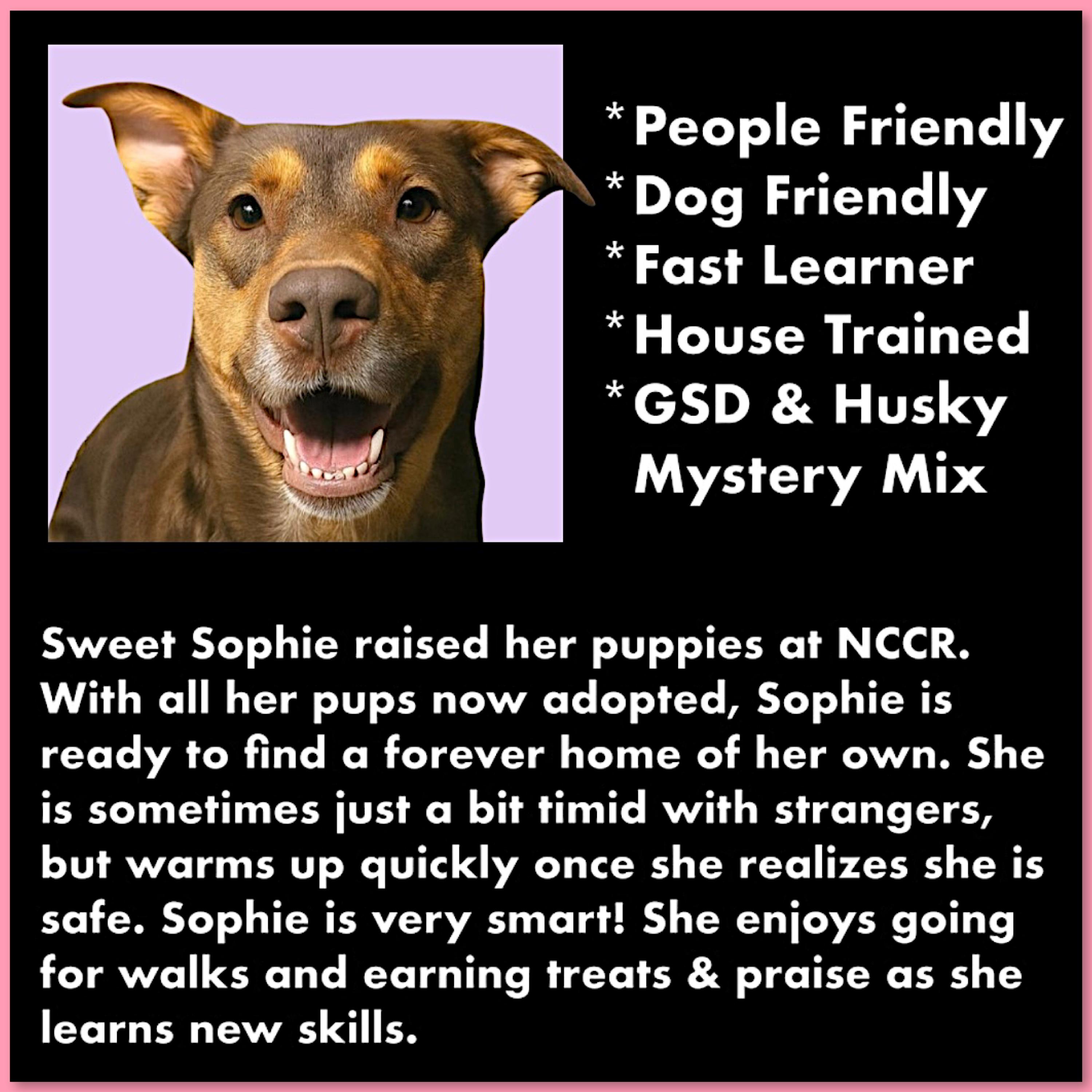 Enlarge Sophie, a Adoptable mixed breed in Westfield, NY image 2/6