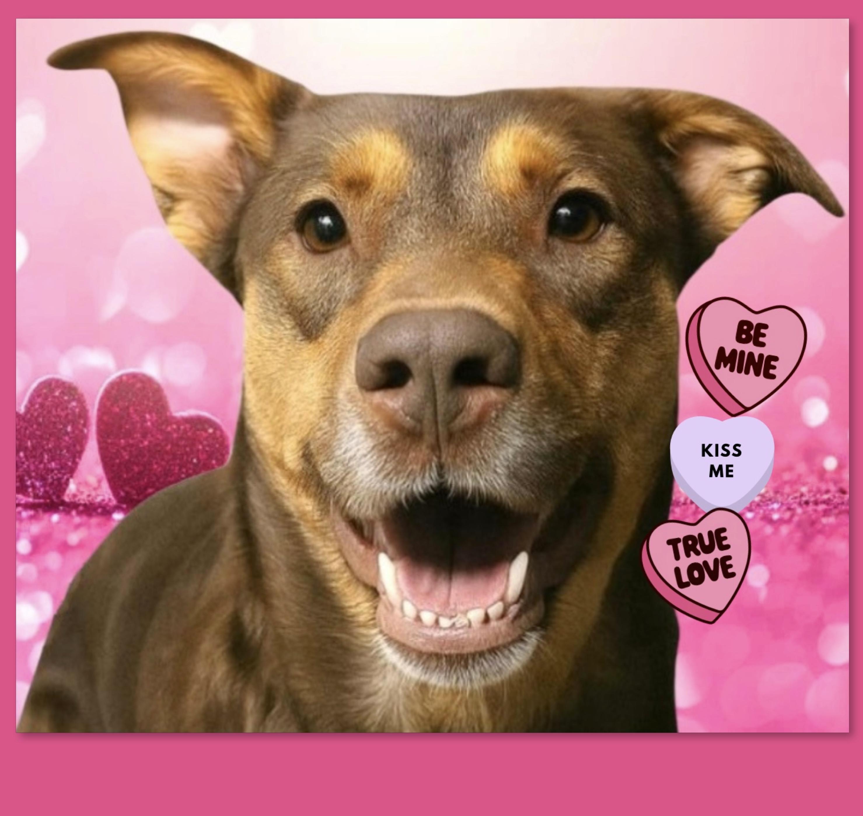 Sophie, Adoptable, Adult Female German Shepherd Dog & Husky.