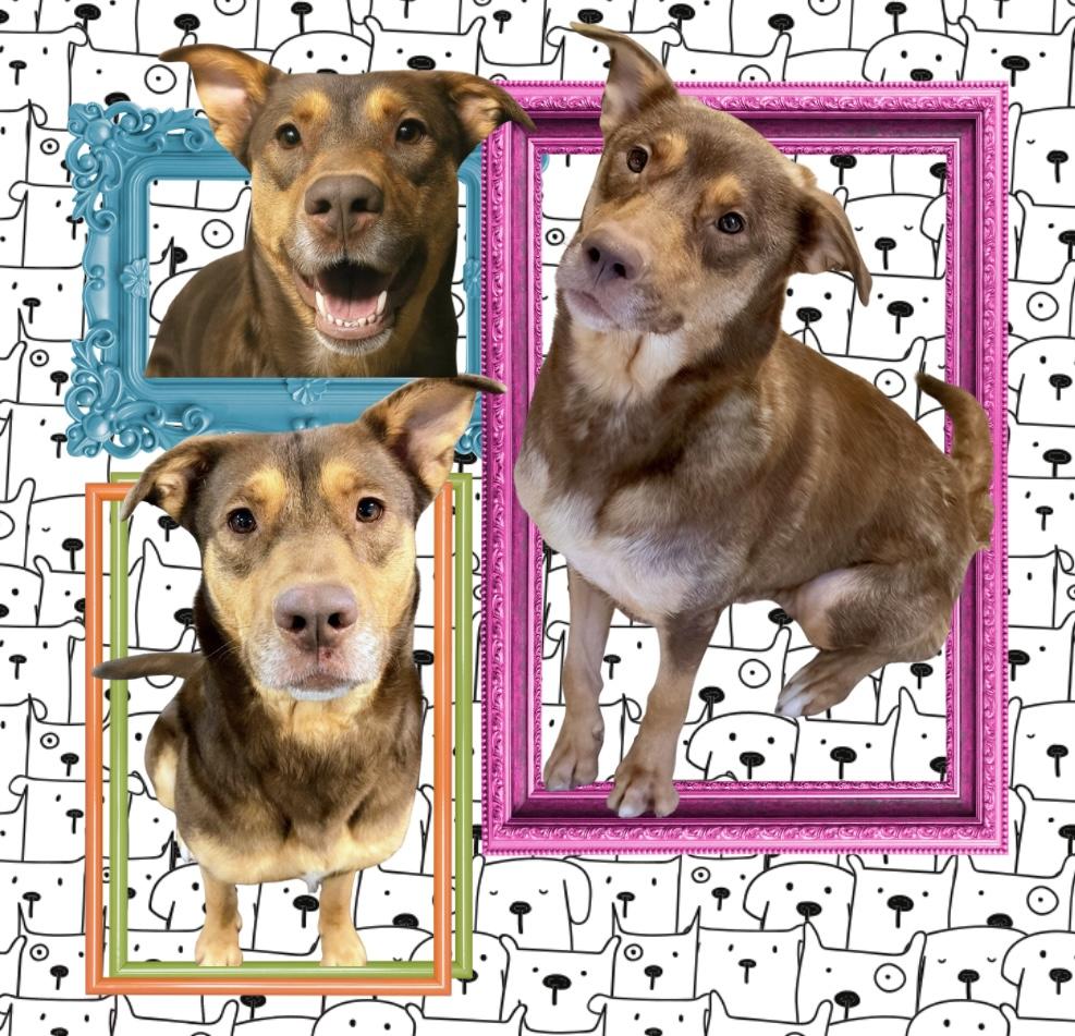 Enlarge Sophie, a Adoptable mixed breed in Westfield, NY image 1/6