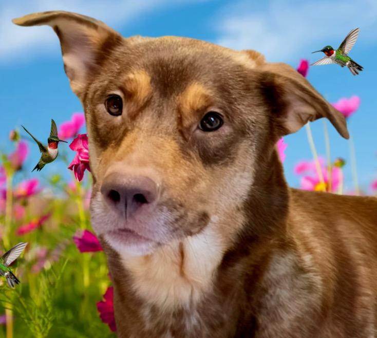 Enlarge Sophie, a Adoptable mixed breed in Westfield, NY image 2/6